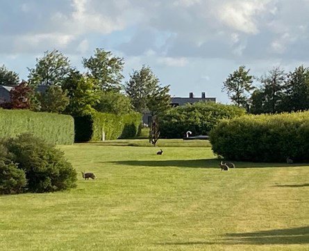 2021 06 15 Harer I Baghaven Kopi